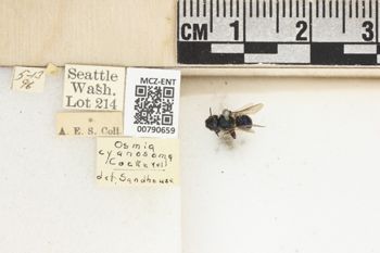 Media type: image;   Entomology 790659 Aspect: Labels